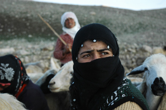 The Last Season: Shawaks